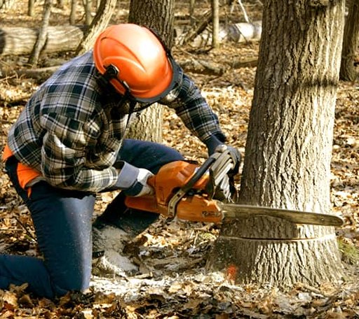 Tree Removal in Elysian Fields, TX